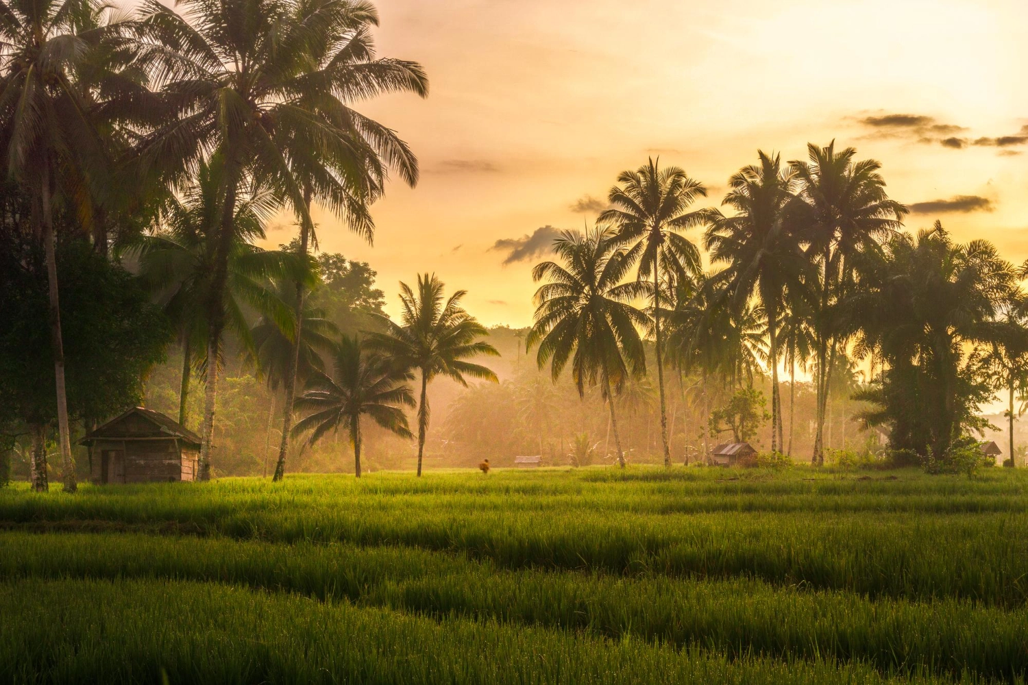 Your Path to Wellness